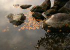 The lake